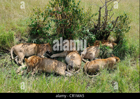 East African lion - Massai lion (Panthera leo nubica) pride sleeping in the shade of bushes in the savanna Masai Mara Stock Photo