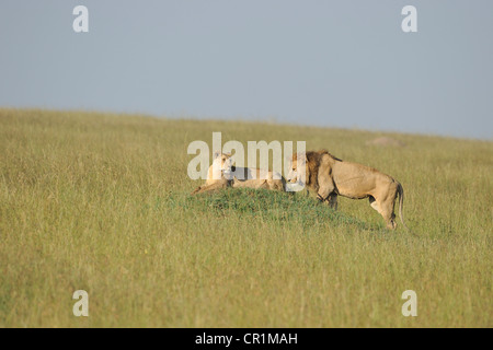 East African lion - Massai lion (Panthera leo nubica) couple on a termite mound in the savanna Masai Mara - Kenya - East Africa Stock Photo