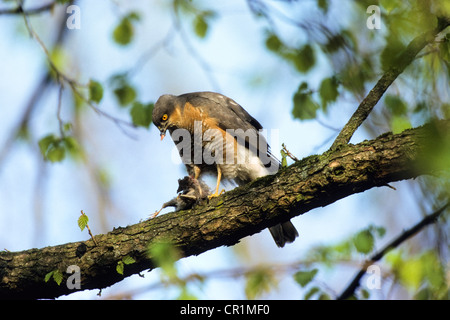 Eurasian Sparrowhawk (Accipiter nisus), male with prey, plucking, Upper Bavaria, Bavaria, Germany, Europe Stock Photo