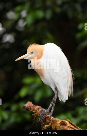 Cattle Egret (Bubulcus ibis coromandus), Queensland, Australia Stock Photo