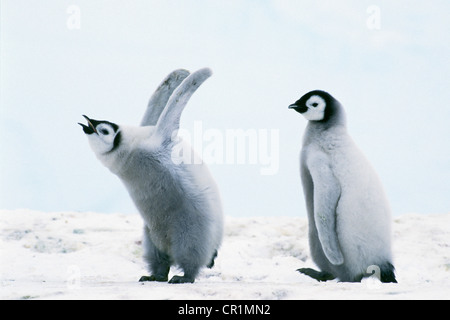 Emperor penguin (Aptenodytes forsteri) chicks, Weddell Sea, Antarctica Stock Photo