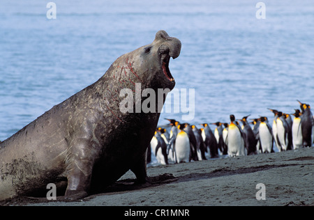 Southern Elephant Seal (Mirounga leonina), King Penguins (Aptenodytes patagonicus), South Georgia, South Atlantic, Antarctica Stock Photo