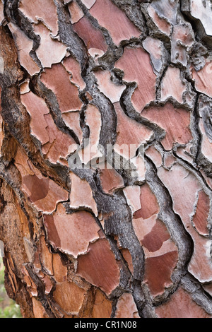 Bark of a fir tree (Pinus), Corsica, France, Europe Stock Photo