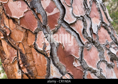 Bark of a fir tree (Pinus), Corsica, France, Europe Stock Photo