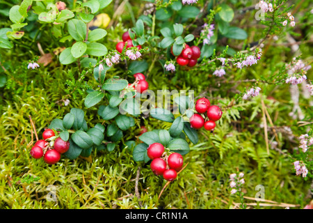 Cranberries (Vaccinium vitis-idaea), Sweden, Scandinavia, Europe Stock Photo