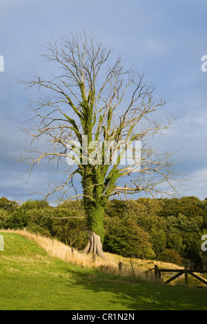 Ivy covered tree, Bornholm, Denmark, Europe Stock Photo