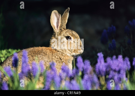 European Rabbit or Common Rabbit (Oryctolagus cuniculus) sitting in flower bed, Bavaria, Germany, Europe Stock Photo