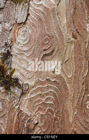 Bark of a Sycamore (Acer pseudoplatanus), Upper Bavaria, Bavaria, Germany, Europe