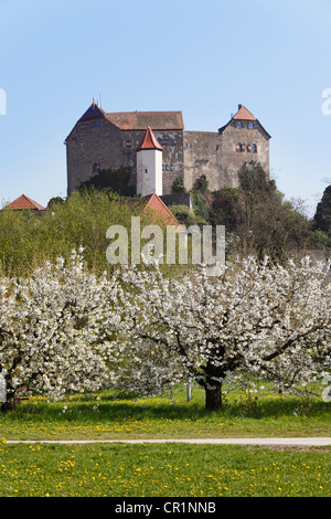 Hiltpoltstein castle, flowering cherry trees, Little Switzerland, Upper Franconia, Franconia, Bavaria, Germany, Europe Stock Photo