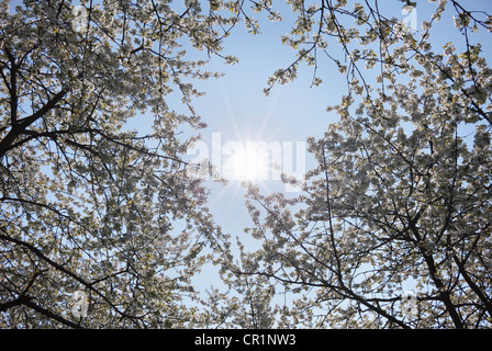 Wild cherry trees in blossom, sweet cherry (Prunus avium), Franconian Switzerland, Upper Franconia, Franconia, Bavaria Stock Photo