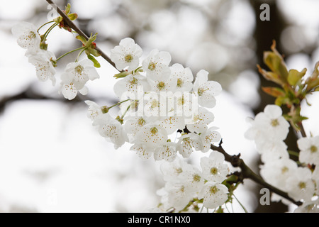 Cherry blossoms, flowers of the Wild cherry or Sweet cherry (Prunus avium), Franconian Switzerland, Upper Franconia, Franconia Stock Photo