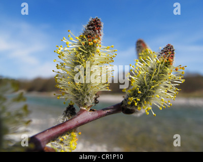 Catkins, purple willow, purple osier (Salix purpurea), wetlands of the Isar River, Upper Bavaria, Bavaria, Germany, Europe Stock Photo