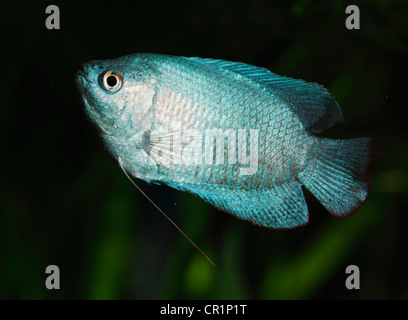 Dwarf gourami (Colisa lalia), male, neon blue cultivated form, freshwater aquarium fish, native to India Stock Photo