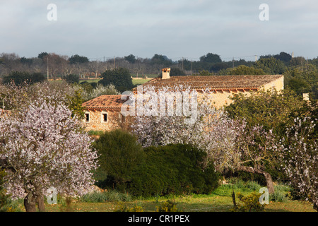 Blossoming almond trees (Prunus dulcis), Porto Cristo, Majorca, Balearic Islands, Spain, Europe Stock Photo