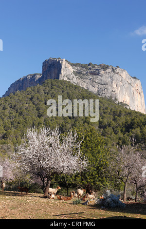 Almond blossom, blooming almond trees (Prunus dulcis) and sheep, Puig de Alaro, Majorca, Mallorca, Balearic Islands, Spain Stock Photo