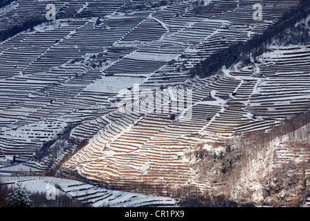 Vineyards in winter, Spitzer Graben, Wachau, Waldviertel, Forest Quarter, Lower Austria, Austria, Europe Stock Photo