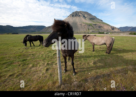 Icelandic horses or ponies on a pasture, Iceland, Europe Stock Photo