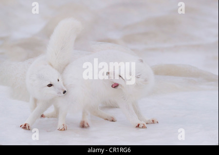 Arctic Fox (Vulpes lagopus) pair courtship, Hudson Bay, Canada. Stock Photo