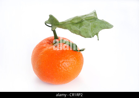 Mandarin (Citrus reticulata) with a dried leaf Stock Photo