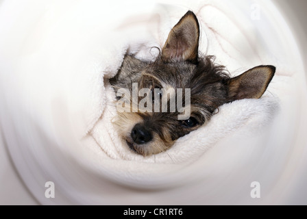 Small terrier dog wrapped up in a white blanket. Stock Photo