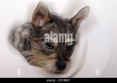 Face of small terrier mix dog wrapped in white blanket. Stock Photo