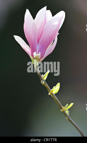 Flowering saucer magnolia (Magnolia x soulangeana) Amabilis cultivar Stock Photo