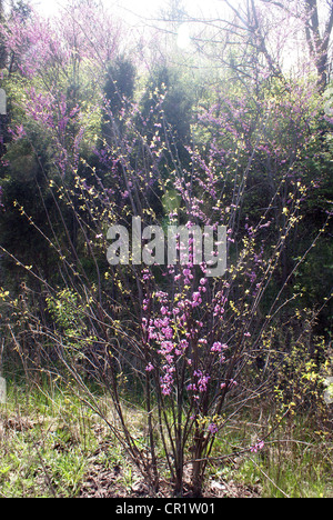 First signs of spring are the bright green plants and the pink blooming Redbud trees. Stock Photo