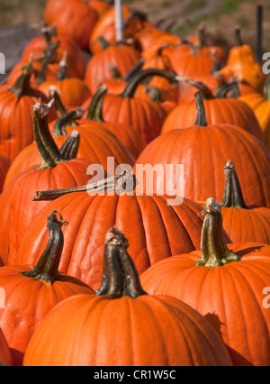 Many Halloween Pumpkins in a row isolated on white background Stock ...