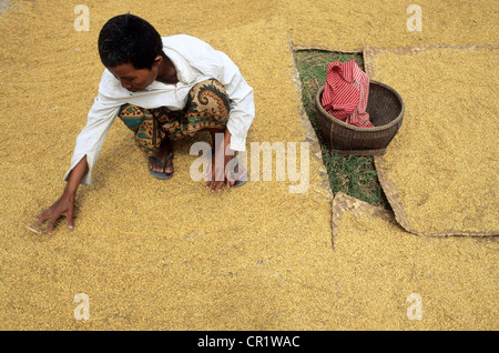 Cambodia, Siem Reap Province, rice drying Stock Photo