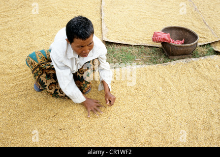 Cambodia, Siem Reap Province, rice drying Stock Photo