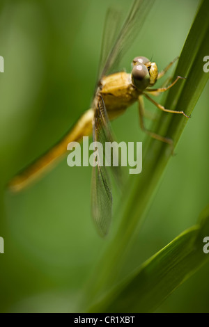 Close up of dragonfly on stalk Stock Photo