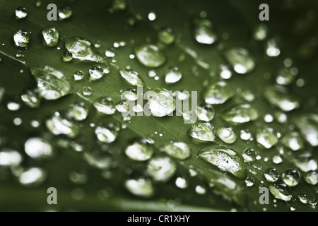 Close up of water droplets on leaf Stock Photo