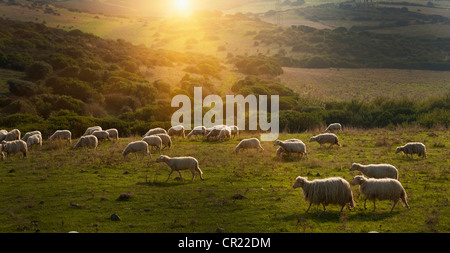 Sheep grazing on grassy hillside Stock Photo