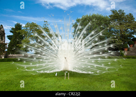 White peacock standing in meadow