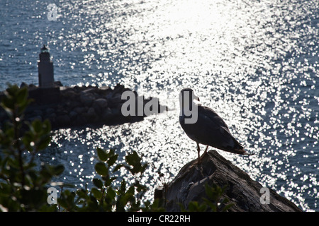 Seagull perched on coastline rock Stock Photo