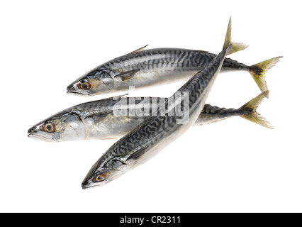 three whole mackerel fish cut out Stock Photo