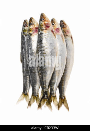 sardines Stock Photo