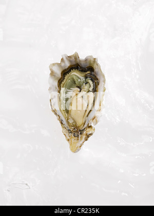 oyster on the half shell Stock Photo