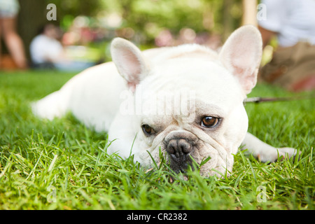 Usa, New York State, New York City, Portrait of French Bulldog lying on grass Stock Photo