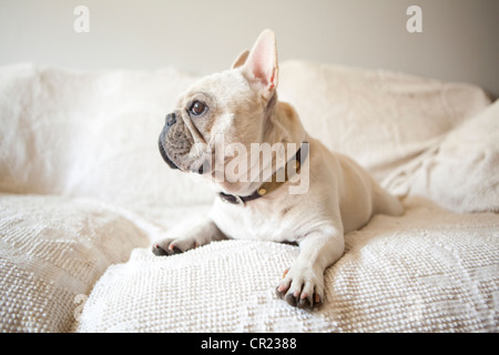 Usa, New York State, New York City, Portrait of French Bulldog lying down on sofa Stock Photo