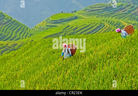 Longji terraces (Dragon's Back) at Ping'an Village, with Zhuang nationality women in rice paddy, in Longsheng County of Guangxi Stock Photo