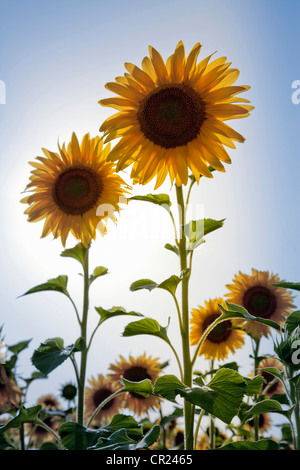 Close up of sunflowers in field Stock Photo