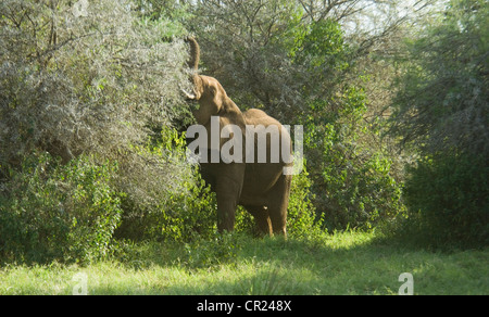 Elephant reaching up with trunk for leaves from tree