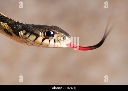 Garter snake with red tongue Stock Photo - Alamy