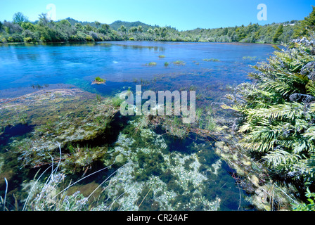 Te Waikoropupu Springs (Pupu), near Takaka, New Zealand Stock Photo