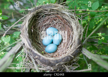 American Robin bird songbird Nest with Four Blue Eggs Stock Photo