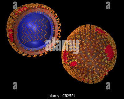 illustrations of the structure of a typical human virus Stock Photo