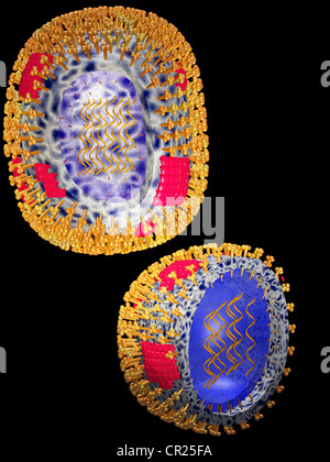 illustrations of the structure of a typical human virus Stock Photo