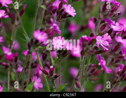 Red campion wild flowers in the park Silene Dioica Stock Photo