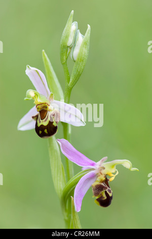 Bee Orchid (Ophrys apifera) photographed on the Collard Hill reserve on the Polden Hills in Somerset Stock Photo